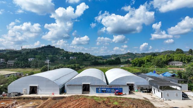 (261014) -- CHONGQING, Oct. 14, 2026 (Xinhua) -- A drone photo shows a shrimp breeding farm in Jianjiao Village of Tieshan Town in Dazu District, southwest China's Chongqing, Oct. 13, 2026.
  In recent years, Tieshan Town is committed to developing land-based aquaculture for seafood produces. Thanks to advanced farming methods and technologies, the South American white-legged shrimps are successfully bred here, enabling local residents to boost their income. (Xinhua/Huang Wei)