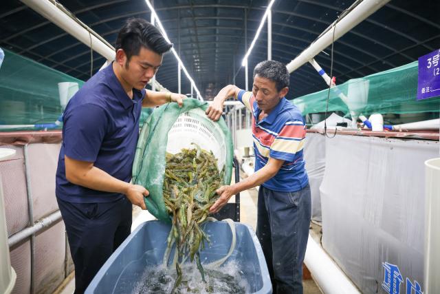 (261014) -- CHONGQING, Oct. 14, 2026 (Xinhua) -- Staff members prepare South American white-legged shrimps for sale at a breeding farm in Jianjiao Village of Tieshan Town in Dazu District, southwest China's Chongqing, Oct. 13, 2026.
  In recent years, Tieshan Town is committed to developing land-based aquaculture for seafood produces. Thanks to advanced farming methods and technologies, the South American white-legged shrimps are successfully bred here, enabling local residents to boost their income. (Xinhua/Huang Wei)