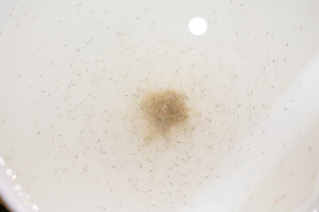 (261014) -- CHONGQING, Oct. 14, 2026 (Xinhua) -- This photo shows South American white-legged shrimp fry at a breeding farm in Jianjiao Village of Tieshan Town in Dazu District, southwest China's Chongqing, Oct. 13, 2026.
  In recent years, Tieshan Town is committed to developing land-based aquaculture for seafood produces. Thanks to advanced farming methods and technologies, the South American white-legged shrimps are successfully bred here, enabling local residents to boost their income. (Xinhua/Huang Wei)