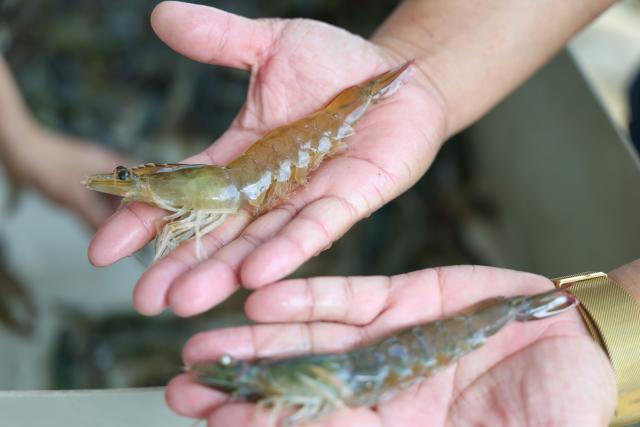 (261014) -- CHONGQING, Oct. 14, 2026 (Xinhua) -- A staff member shows South American white-legged shrimps at a breeding farm in Jianjiao Village of Tieshan Town in Dazu District, southwest China's Chongqing, Oct. 13, 2026.
  In recent years, Tieshan Town is committed to developing land-based aquaculture for seafood produces. Thanks to advanced farming methods and technologies, the South American white-legged shrimps are successfully bred here, enabling local residents to boost their income. (Xinhua/Huang Wei)
