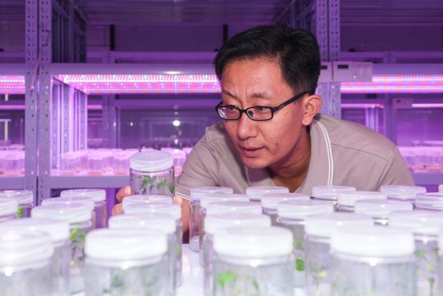 (261014) -- HEFEI, Oct. 14, 2026 (Xinhua) -- A technical expert checks the growth of gene-edited plants in a laboratory at Anhui Jianghuai Horticulture Seeds Co., Ltd. in Changfeng County of Hefei, east China's Anhui Province, Oct. 13, 2026.
  Changfeng County has been making efforts to foster its leading seed enterprises by giving policy and financial support. It has also established a platform to promote forming an integrated industrial chain including breeding, propagation and marketing. (Xinhua/Du Yu)