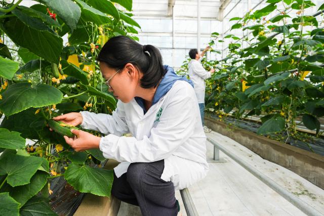 (261014) -- HEFEI, Oct. 14, 2026 (Xinhua) -- Staff members check the growth of fruits and vegetables in an automated greenhouse at Anhui Jianghuai Horticulture Seeds Co., Ltd. in Changfeng County of Hefei, east China's Anhui Province, Oct. 13, 2026.
  Changfeng County has been making efforts to foster its leading seed enterprises by giving policy and financial support. It has also established a platform to promote forming an integrated industrial chain including breeding, propagation and marketing. (Xinhua/Du Yu)