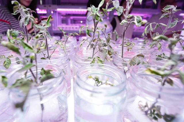 (261014) -- HEFEI, Oct. 14, 2026 (Xinhua) -- Gene-edited plants are pictured in a laboratory at Anhui Jianghuai Horticulture Seeds Co., Ltd. in Changfeng County of Hefei, east China's Anhui Province, Oct. 13, 2026.
  Changfeng County has been making efforts to foster its leading seed enterprises by giving policy and financial support. It has also established a platform to promote forming an integrated industrial chain including breeding, propagation and marketing. (Xinhua/Du Yu)