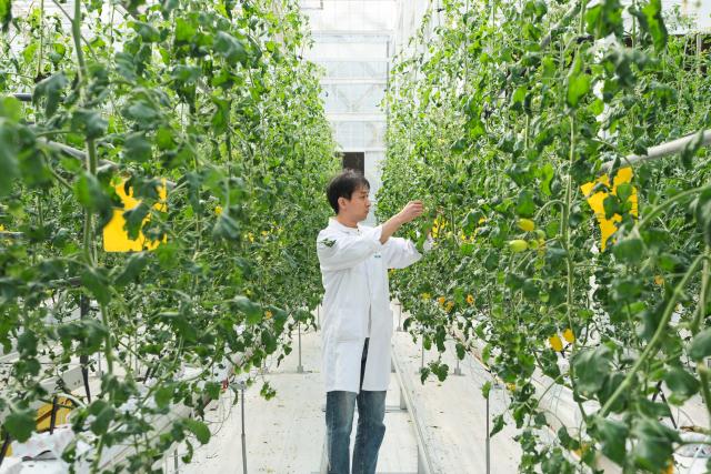 (261014) -- HEFEI, Oct. 14, 2026 (Xinhua) -- A staff member checks the growth of fruits and vegetables in an automated greenhouse at Anhui Jianghuai Horticulture Seeds Co., Ltd. in Changfeng County of Hefei, east China's Anhui Province, Oct. 13, 2026.
  Changfeng County has been making efforts to foster its leading seed enterprises by giving policy and financial support. It has also established a platform to promote forming an integrated industrial chain including breeding, propagation and marketing. (Xinhua/Du Yu)