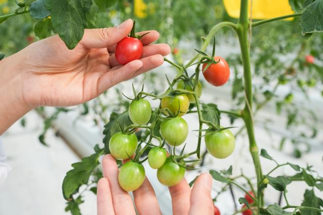 (261014) -- HEFEI, Oct. 14, 2026 (Xinhua) -- A staff member checks the growth of fruits and vegetables in an automated greenhouse at Anhui Jianghuai Horticulture Seeds Co., Ltd. in Changfeng County of Hefei, east China's Anhui Province, Oct. 13, 2026.
  Changfeng County has been making efforts to foster its leading seed enterprises by giving policy and financial support. It has also established a platform to promote forming an integrated industrial chain including breeding, propagation and marketing. (Xinhua/Du Yu)