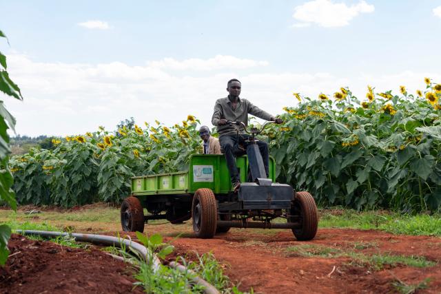 (261015) -- EMBU, Oct. 15, 2026 (Xinhua) -- Workers are seen at a sunflower field of a demonstration farm in Embu County, Kenya, Oct. 14, 2026. As World Food Day approaches on Oct. 16, reporters visited the SowPrecise demonstration farm in Embu County, Kenya, where a six-acre sunflower field is nearing harvest. Golden blooms stretch across the farmland, creating a picturesque rural landscape.
   The farm grows oilseed crops such as sunflowers and soybeans. It also sources oilseeds from smallholder farmers in surrounding areas and resells them in bulk to oil-processing firms. In addition to raising local farmers' incomes, the farm promotes solar-powered irrigation technology and electric agricultural machinery. (Xinhua/Xie Jianfei)