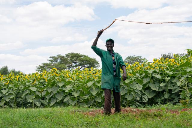 (261015) -- EMBU, Oct. 15, 2026 (Xinhua) -- A worker drives away birds beside a sunflower field of a demonstration farm in Embu County, Kenya, Oct. 14, 2026. As World Food Day approaches on Oct. 16, reporters visited the SowPrecise demonstration farm in Embu County, Kenya, where a six-acre sunflower field is nearing harvest. Golden blooms stretch across the farmland, creating a picturesque rural landscape.
   The farm grows oilseed crops such as sunflowers and soybeans. It also sources oilseeds from smallholder farmers in surrounding areas and resells them in bulk to oil-processing firms. In addition to raising local farmers' incomes, the farm promotes solar-powered irrigation technology and electric agricultural machinery. (Xinhua/Xie Jianfei)