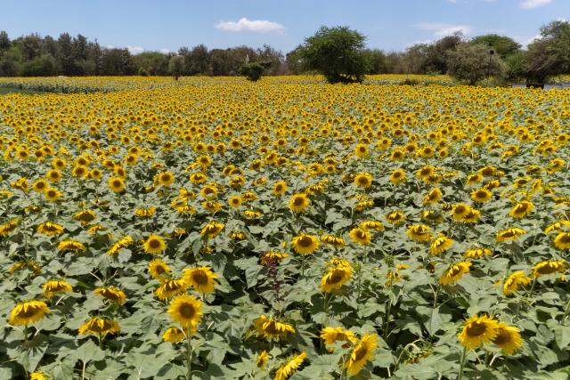 (261015) -- EMBU, Oct. 15, 2026 (Xinhua) -- This photo taken on Oct. 14, 2026 shows a sunflower field at a demonstration farm in Embu County, Kenya. As World Food Day approaches on Oct. 16, reporters visited the SowPrecise demonstration farm in Embu County, Kenya, where a six-acre sunflower field is nearing harvest. Golden blooms stretch across the farmland, creating a picturesque rural landscape.
   The farm grows oilseed crops such as sunflowers and soybeans. It also sources oilseeds from smallholder farmers in surrounding areas and resells them in bulk to oil-processing firms. In addition to raising local farmers' incomes, the farm promotes solar-powered irrigation technology and electric agricultural machinery. (Xinhua/Xie Jianfei)