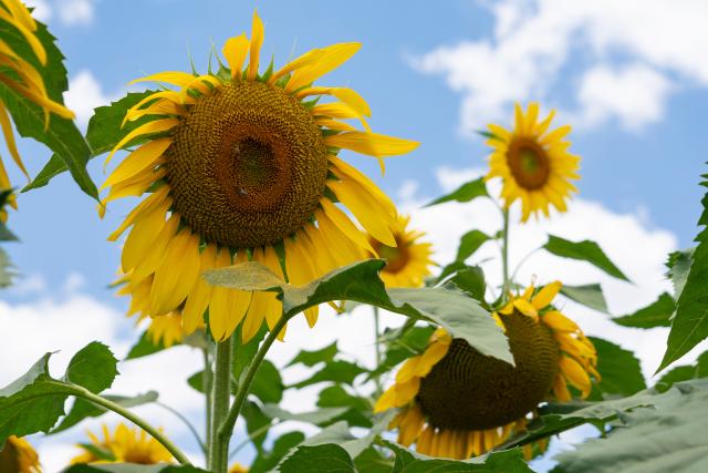 (261015) -- EMBU, Oct. 15, 2026 (Xinhua) -- This photo taken on Oct. 14, 2026 shows sunflowers at a sunflower field of a demonstration farm in Embu County, Kenya. As World Food Day approaches on Oct. 16, reporters visited the SowPrecise demonstration farm in Embu County, Kenya, where a six-acre sunflower field is nearing harvest. Golden blooms stretch across the farmland, creating a picturesque rural landscape.
   The farm grows oilseed crops such as sunflowers and soybeans. It also sources oilseeds from smallholder farmers in surrounding areas and resells them in bulk to oil-processing firms. In addition to raising local farmers' incomes, the farm promotes solar-powered irrigation technology and electric agricultural machinery. (Xinhua/Xie Jianfei)