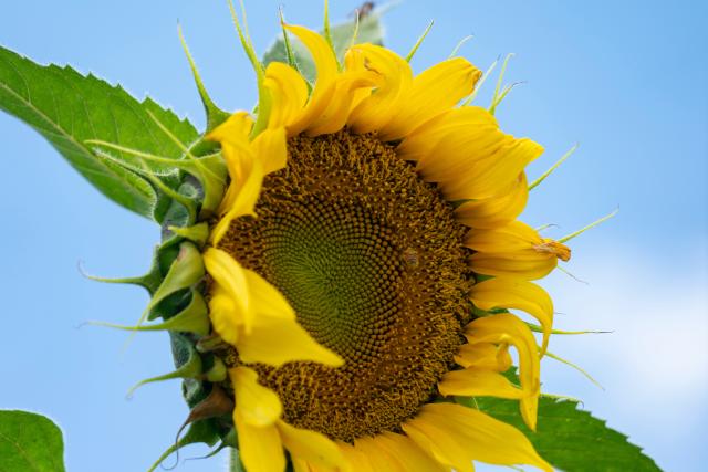 (261015) -- EMBU, Oct. 15, 2026 (Xinhua) -- A bee feeds on a sunflower at a sunflower field of a demonstration farm in Embu County, Kenya, Oct. 14, 2026. As World Food Day approaches on Oct. 16, reporters visited the SowPrecise demonstration farm in Embu County, Kenya, where a six-acre sunflower field is nearing harvest. Golden blooms stretch across the farmland, creating a picturesque rural landscape.
   The farm grows oilseed crops such as sunflowers and soybeans. It also sources oilseeds from smallholder farmers in surrounding areas and resells them in bulk to oil-processing firms. In addition to raising local farmers' incomes, the farm promotes solar-powered irrigation technology and electric agricultural machinery. (Xinhua/Xie Jianfei)