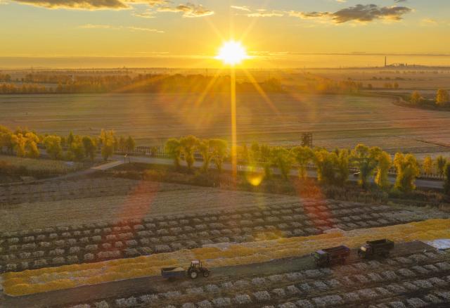 (261015) -- HARBIN, Oct. 15, 2026 (Xinhua) -- An aerial drone photo taken on Oct. 14, 2026 shows a view of a drying yard at sunrise in Shuangyashan City, northeast China's Heilongjiang Province. The autumn harvest in Heilongjiang, China's top grain-producing province, has been in full swing. (Photo by Han Yang/Xinhua)