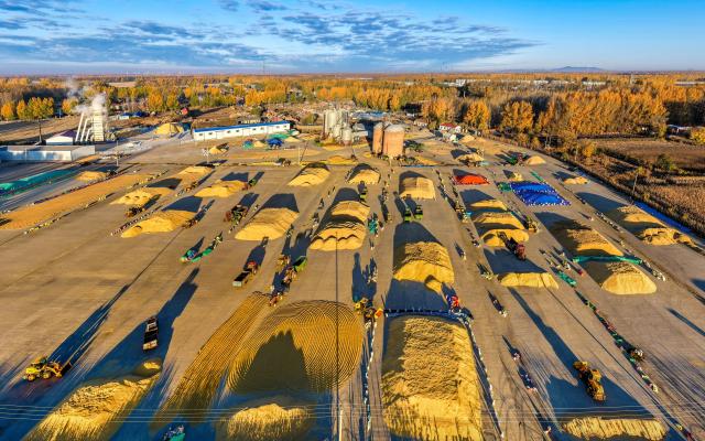 (261015) -- HARBIN, Oct. 15, 2026 (Xinhua) -- An aerial drone photo taken on Oct. 14, 2026 shows a drying yard of Beidahuang Group in the morning glow in northeast China's Heilongjiang Province. The autumn harvest in Heilongjiang, China's top grain-producing province, has been in full swing. (Photo by Xu Hongyu/Xinhua)