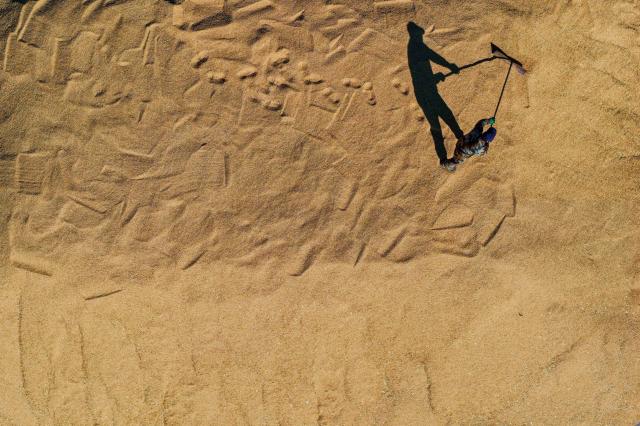 (261015) -- HARBIN, Oct. 15, 2026 (Xinhua) -- An aerial drone photo taken on Oct. 14, 2026 shows a farmer working amid rice piles at a drying yard of a farm under Beidahuang Group in northeast China's Heilongjiang Province. The autumn harvest in Heilongjiang, China's top grain-producing province, has been in full swing. (Xinhua/Zhang Tao)
