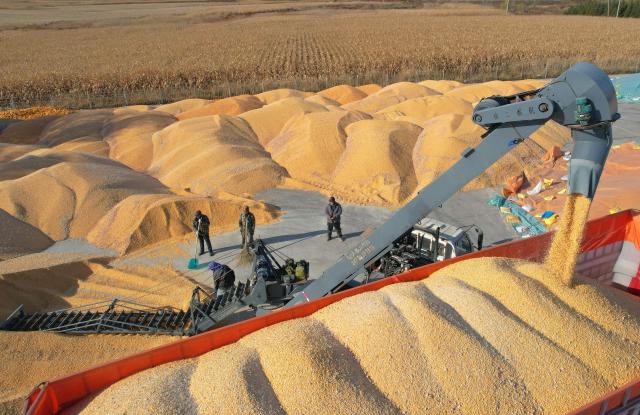(261015) -- HARBIN, Oct. 15, 2026 (Xinhua) -- A drone photo taken on Oct. 14, 2026 shows staff members working at a drying yard of a farm under Beidahuang Group in northeast China's Heilongjiang Province. The autumn harvest in Heilongjiang, China's top grain-producing province, has been in full swing. (Photo by Xu Yingxian/Xinhua)