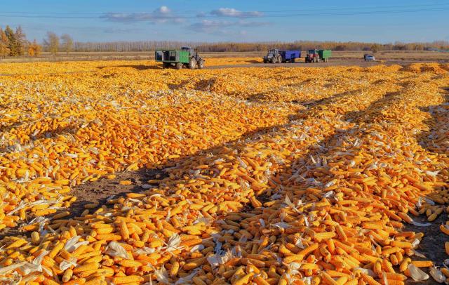 (261015) -- HARBIN, Oct. 15, 2026 (Xinhua) -- A drone photo taken on Oct. 14, 2026 shows a drying yard in Leye Town in Tongjiang City, northeast China's Heilongjiang Province. The autumn harvest in Heilongjiang, China's top grain-producing province, has been in full swing. (Photo by Liu Wanping/Xinhua)