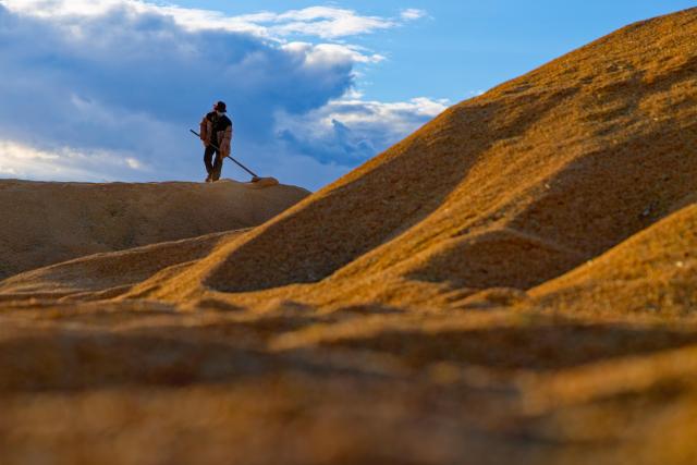 (261015) -- HARBIN, Oct. 15, 2026 (Xinhua) -- A farmer works amid rice piles at a drying yard of a farm under Beidahuang Group in northeast China's Heilongjiang Province, Oct. 14, 2026. The autumn harvest in Heilongjiang, China's top grain-producing province, has been in full swing. (Xinhua/Zhang Tao)