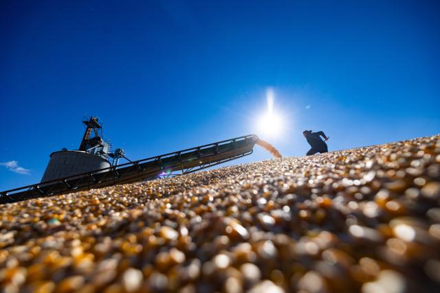(261015) -- HARBIN, Oct. 15, 2026 (Xinhua) -- A worker works at a drying yard of a farm under Beidahuang Group in northeast China's Heilongjiang Province, Oct. 14, 2026. The autumn harvest in Heilongjiang, China's top grain-producing province, has been in full swing. (Photo by Qian Boyu/Xinhua)