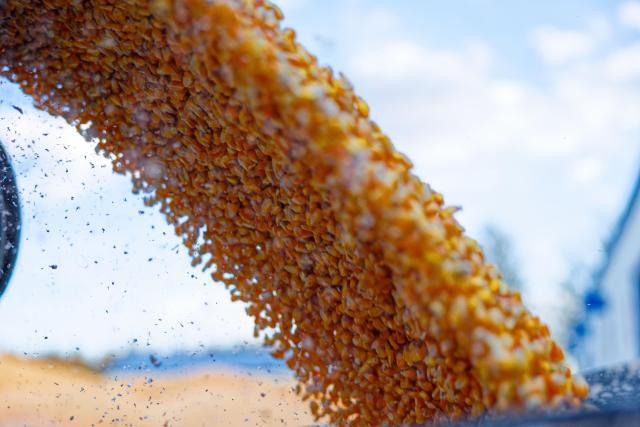 (261015) -- HARBIN, Oct. 15, 2026 (Xinhua) -- This photo taken on Oct. 14, 2026 shows corn at a drying yard of a farm under Beidahuang Group in northeast China's Heilongjiang Province. The autumn harvest in Heilongjiang, China's top grain-producing province, has been in full swing. (Xinhua/Zhang Tao)