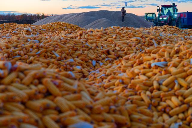 (261015) -- HARBIN, Oct. 15, 2026 (Xinhua) -- Farmers work amid rice piles at a drying yard of a farm under Beidahuang Group in northeast China's Heilongjiang Province, Oct. 14, 2026. The autumn harvest in Heilongjiang, China's top grain-producing province, has been in full swing. (Xinhua/Zhang Tao)