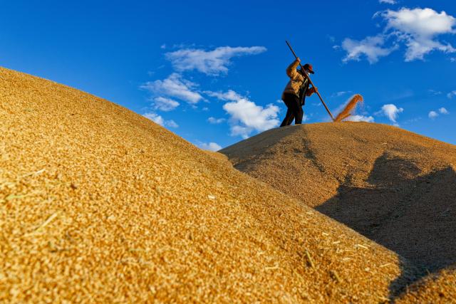 (261015) -- HARBIN, Oct. 15, 2026 (Xinhua) -- A farmer works amid rice piles at a drying yard of a farm under Beidahuang Group in northeast China's Heilongjiang Province, Oct. 14, 2026. The autumn harvest in Heilongjiang, China's top grain-producing province, has been in full swing. (Xinhua/Zhang Tao)
