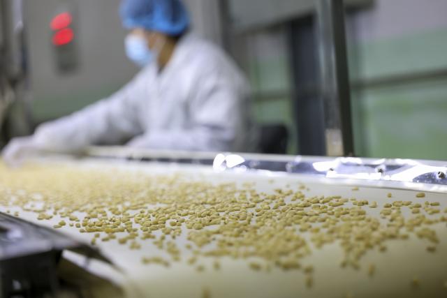 (261015) -- HARBIN, Oct. 15, 2026 (Xinhua) -- A worker works on a pine nut processing line of a company at the Yichun economic development zone in Yichun City, northeast China's Heilongjiang Province, Oct. 14, 2026.
  The Harbin-Yichun high-speed railway, China's northernmost high-speed railway running through a region of discontinuous permafrost in northeast China's Heilongjiang Province, officially entered service on Sept. 28. With a designed speed of 250 kilometers per hour, the 318-km line slashed travel time between Harbin and Yichun from about seven hours to just two hours.
   The efficient and convenient rail service is expected to facilitate the free flow of talents, passengers, materials and technologies, boosting coordinated regional development in Heilongjiang and forming a key corridor for the region's high-quality development. (Xinhua/Wang Song)