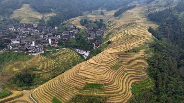 (261015) -- LONGSHENG, Oct. 15, 2026 (Xinhua) -- A drone photo taken on Oct. 15, 2026 shows an autumn view of Longji terraced fields in Longsheng County of Guilin City, south China's Guangxi Zhuang Autonomous Region. (Photo by Pan Zhixiang/Xinhua)
