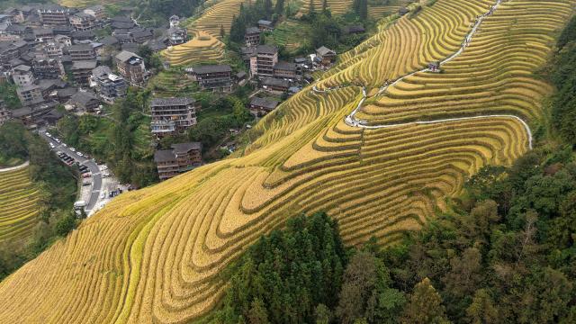 (261015) -- LONGSHENG, Oct. 15, 2026 (Xinhua) -- A drone photo taken on Oct. 15, 2026 shows an autumn view of Longji terraced fields in Longsheng County of Guilin City, south China's Guangxi Zhuang Autonomous Region. (Photo by Pan Zhixiang/Xinhua)