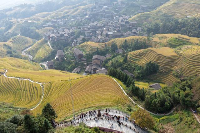 (261015) -- LONGSHENG, Oct. 15, 2026 (Xinhua) -- A drone photo taken on Oct. 15, 2026 shows tourists visiting Longji terraced fields in Longsheng County of Guilin City, south China's Guangxi Zhuang Autonomous Region. (Xinhua/Lu Boan)