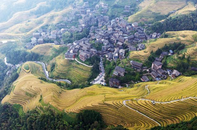 (261015) -- LONGSHENG, Oct. 15, 2026 (Xinhua) -- A drone photo taken on Oct. 15, 2026 shows an autumn view of Longji terraced fields in Longsheng County of Guilin City, south China's Guangxi Zhuang Autonomous Region. (Xinhua/Lu Boan)