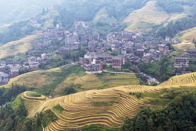 (261015) -- LONGSHENG, Oct. 15, 2026 (Xinhua) -- A drone photo taken on Oct. 15, 2026 shows an autumn view of Longji terraced fields in Longsheng County of Guilin City, south China's Guangxi Zhuang Autonomous Region. (Xinhua/Lu Boan)
