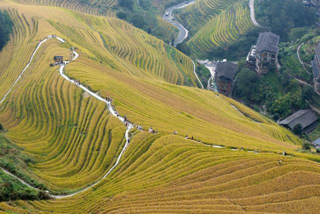 (261015) -- LONGSHENG, Oct. 15, 2026 (Xinhua) -- A drone photo taken on Oct. 15, 2026 shows tourists visiting Longji terraced fields in Longsheng County of Guilin City, south China's Guangxi Zhuang Autonomous Region. (Xinhua/Lu Boan)