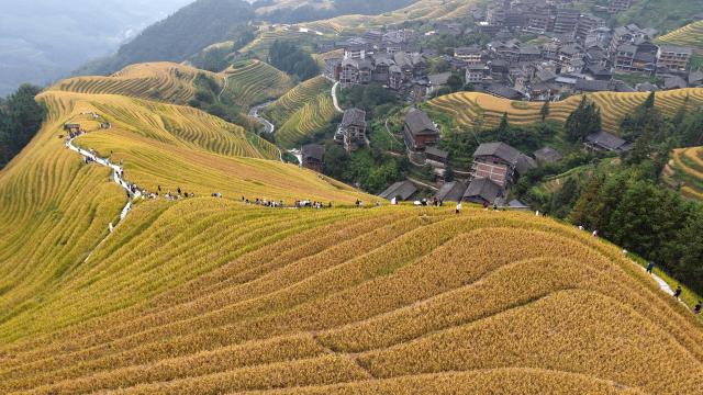 (261015) -- LONGSHENG, Oct. 15, 2026 (Xinhua) -- A drone photo taken on Oct. 15, 2026 shows tourists visiting Longji terraced fields in Longsheng County of Guilin City, south China's Guangxi Zhuang Autonomous Region. (Photo by Pan Zhixiang/Xinhua)