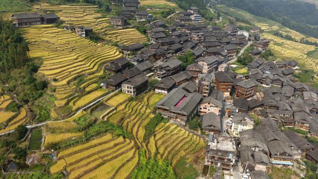 (261015) -- LONGSHENG, Oct. 15, 2026 (Xinhua) -- A drone photo taken on Oct. 15, 2026 shows an autumn view of Longji terraced fields in Longsheng County of Guilin City, south China's Guangxi Zhuang Autonomous Region. (Photo by Pan Zhixiang/Xinhua)