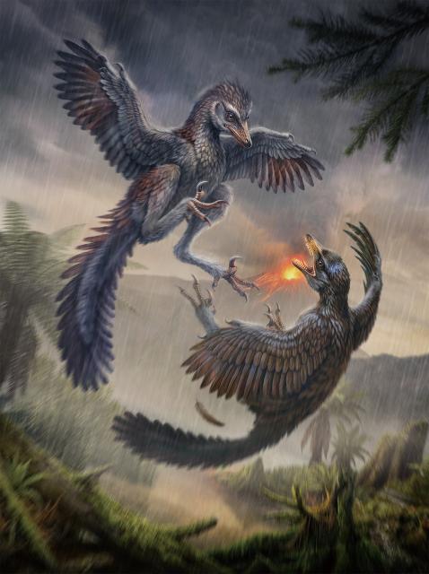(261015) -- FUZHOU, Oct. 15, 2026 (Xinhua) -- This paleontological reconstruction picture shows the restored image of Yuezhuornis yangyuanensis. A newly unearthed Jurassic fossil from east China is prompting scientists to rethink one of the most basic assumptions about bird evolution: that early birds always evolved toward better flight capability.
  The 150-million-year-old bird, named Yuezhuornis yangyuanensis, was about the size of a crow and lived during the Late Jurassic period. The fossil was found in Zhenghe County, east China's Fujian Province. What makes this bird so surprising is not how well it flew, but the fact that it likely did not fly at all.
  The fossil was discovered by researchers from the Institute of Vertebrate Paleontology and Paleoanthropology (IVPP) of the Chinese Academy of Sciences (CAS) and the Fujian Institute of Geological Sciences, and has been described in a study published in the journal Nature. (Xinhua)