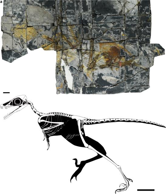 (261015) -- FUZHOU, Oct. 15, 2026 (Xinhua) -- This combo photo shows an image of the fossilized Yuezhuornis yangyuanensis (above) and a restored skeleton diagram. A newly unearthed Jurassic fossil from east China is prompting scientists to rethink one of the most basic assumptions about bird evolution: that early birds always evolved toward better flight capability.
  The 150-million-year-old bird, named Yuezhuornis yangyuanensis, was about the size of a crow and lived during the Late Jurassic period. The fossil was found in Zhenghe County, east China's Fujian Province. What makes this bird so surprising is not how well it flew, but the fact that it likely did not fly at all.
  The fossil was discovered by researchers from the Institute of Vertebrate Paleontology and Paleoanthropology (IVPP) of the Chinese Academy of Sciences (CAS) and the Fujian Institute of Geological Sciences, and has been described in a study published in the journal Nature. (Xinhua)