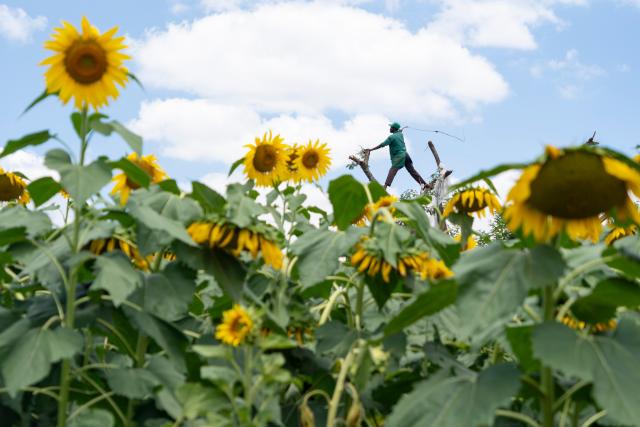 (261016) -- BEIJING, Oct. 16, 2026 (Xinhua) -- A worker stands on a tree to drive away birds at a sunflower field of a demonstration farm in Embu County, Kenya, Oct. 14, 2026. (Xinhua/Xie Jianfei)