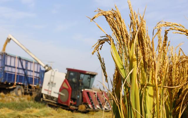 (261016) -- SHIJIAZHUANG, Oct. 16, 2026 (Xinhua) -- A harvester works in a rice field in Xige Township of Fengnan District in Tangshan, north China's Hebei Province, Oct. 15, 2026. The rice harvest season has come in Tangshan, where local farmers are seizing the good weather to advance harvesting. (Xinhua/Yang Shiyao)