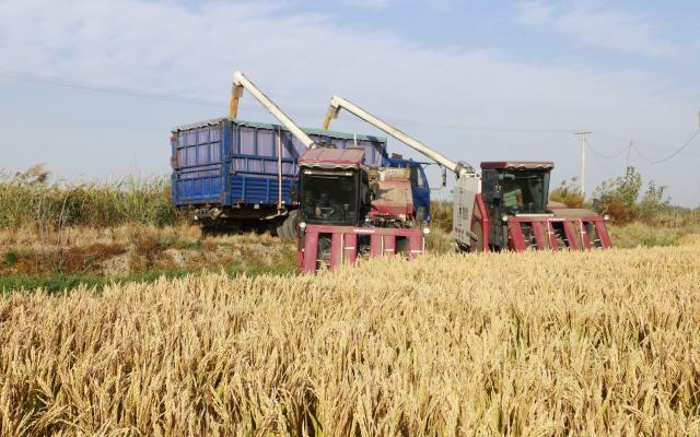 (261016) -- SHIJIAZHUANG, Oct. 16, 2026 (Xinhua) -- Harvesters work in a rice field in Xige Township of Fengnan District in Tangshan, north China's Hebei Province, Oct. 15, 2026. The rice harvest season has come in Tangshan, where local farmers are seizing the good weather to advance harvesting. (Xinhua/Yang Shiyao)