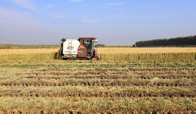 (261016) -- SHIJIAZHUANG, Oct. 16, 2026 (Xinhua) -- A harvester works in a rice field in Xige Township of Fengnan District in Tangshan, north China's Hebei Province, Oct. 15, 2026. The rice harvest season has come in Tangshan, where local farmers are seizing the good weather to advance harvesting. (Xinhua/Yang Shiyao)