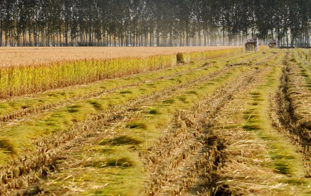 (261016) -- SHIJIAZHUANG, Oct. 16, 2026 (Xinhua) -- Harvesters work in a rice field in Xige Township of Fengnan District in Tangshan, north China's Hebei Province, Oct. 15, 2026. The rice harvest season has come in Tangshan, where local farmers are seizing the good weather to advance harvesting. (Xinhua/Yang Shiyao)