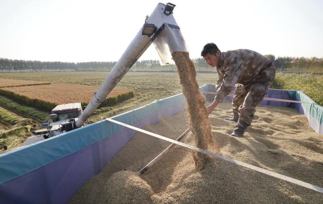 (261016) -- SHIJIAZHUANG, Oct. 16, 2026 (Xinhua) -- A harvester loads rice into a truck in Xige Township of Fengnan District in Tangshan, north China's Hebei Province, Oct. 15, 2026. The rice harvest season has come in Tangshan, where local farmers are seizing the good weather to advance harvesting. (Xinhua/Yang Shiyao)