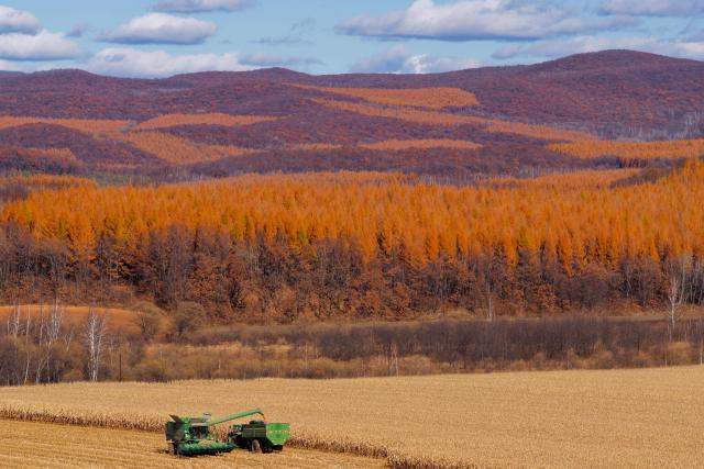 (261016) -- HARBIN, Oct. 16, 2026 (Xinhua) -- A drone photo taken on Oct. 15, 2026 shows farmers operating agricultural machines to harvest corn at a farm under Beidahuang Group in northeast China's Heilongjiang Province. The autumn harvest in Heilongjiang, a northeastern province known as China's "grain barn," has been in full swing. (Xinhua/Zhang Tao)