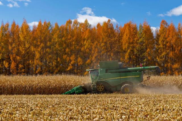 (261016) -- HARBIN, Oct. 16, 2026 (Xinhua) -- A farmer operates an agricultural machine to harvest corn at a farm under Beidahuang Group in northeast China's Heilongjiang Province, Oct. 15, 2026. The autumn harvest in Heilongjiang, a northeastern province known as China's "grain barn," has been in full swing. (Xinhua/Zhang Tao)