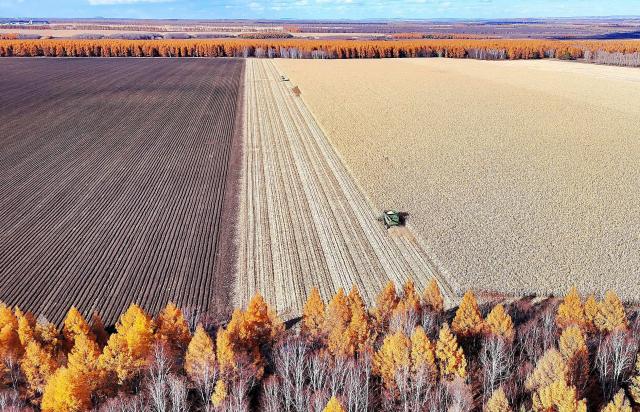 (261016) -- HARBIN, Oct. 16, 2026 (Xinhua) -- An aerial drone photo taken on Oct. 15, 2026 shows farmers operating agricultural machines to harvest corn at a farm under Beidahuang Group in northeast China's Heilongjiang Province. The autumn harvest in Heilongjiang, a northeastern province known as China's "grain barn," has been in full swing. (Photo by Lu Wenxiang/Xinhua)