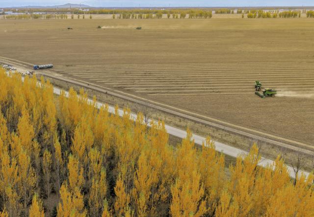 (261016) -- HARBIN, Oct. 16, 2026 (Xinhua) -- A drone photo taken on Oct. 13, 2026 shows farmers operating agricultural machines to harvest beans at a farm under Beidahuang Group in northeast China's Heilongjiang Province. The autumn harvest in Heilongjiang, a northeastern province known as China's "grain barn," has been in full swing. (Photo by Xu Hongyu/Xinhua)