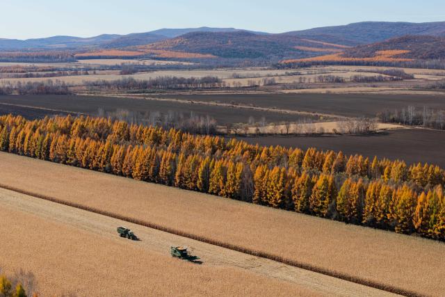 (261016) -- HARBIN, Oct. 16, 2026 (Xinhua) -- An aerial drone photo taken on Oct. 15, 2026 shows farmers operating agricultural machines to harvest corn at a farm under Beidahuang Group in northeast China's Heilongjiang Province. The autumn harvest in Heilongjiang, a northeastern province known as China's "grain barn," has been in full swing. (Xinhua/Zhang Tao)