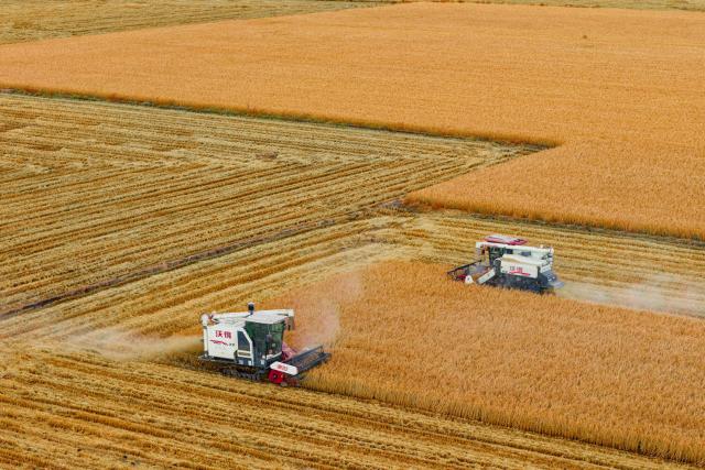 (261016) -- HARBIN, Oct. 16, 2026 (Xinhua) -- A drone photo taken on Oct. 14, 2026 shows farmers operating agricultural machines to harvest rice at a farm under Beidahuang Group in northeast China's Heilongjiang Province. The autumn harvest in Heilongjiang, a northeastern province known as China's "grain barn," has been in full swing. (Xinhua/Zhang Tao)