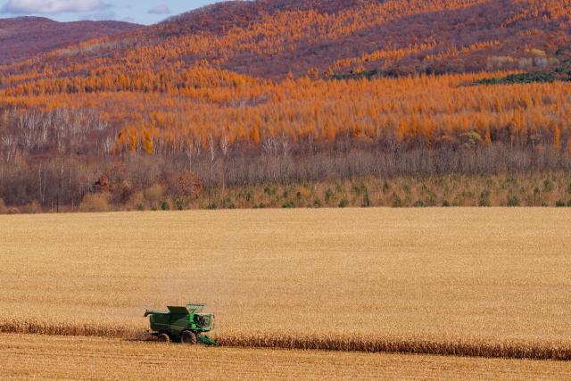 (261016) -- HARBIN, Oct. 16, 2026 (Xinhua) -- A drone photo taken on Oct. 15, 2026 shows a farmer operating an agricultural machine to harvest corn at a farm under Beidahuang Group in northeast China's Heilongjiang Province. The autumn harvest in Heilongjiang, a northeastern province known as China's "grain barn," has been in full swing. (Xinhua/Zhang Tao)