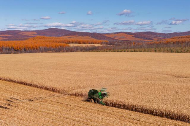 (261016) -- HARBIN, Oct. 16, 2026 (Xinhua) -- A drone photo taken on Oct. 15, 2026 shows a farmer operating an agricultural machine to harvest corn at a farm under Beidahuang Group in northeast China's Heilongjiang Province. The autumn harvest in Heilongjiang, a northeastern province known as China's "grain barn," has been in full swing. (Xinhua/Zhang Tao)