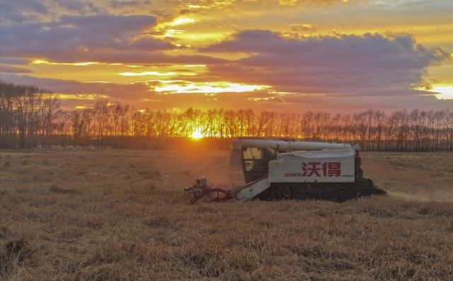 (261016) -- HARBIN, Oct. 16, 2026 (Xinhua) -- A drone photo taken on Oct. 13, 2026 shows a farmer operating an agricultural machine to harvest rice at a farm under Beidahuang Group in northeast China's Heilongjiang Province. The autumn harvest in Heilongjiang, a northeastern province known as China's "grain barn," has been in full swing. (Photo by Li Xing/Xinhua)